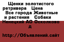 Щенки золотистого ретривера › Цена ­ 15 000 - Все города Животные и растения » Собаки   . Ненецкий АО,Осколково д.